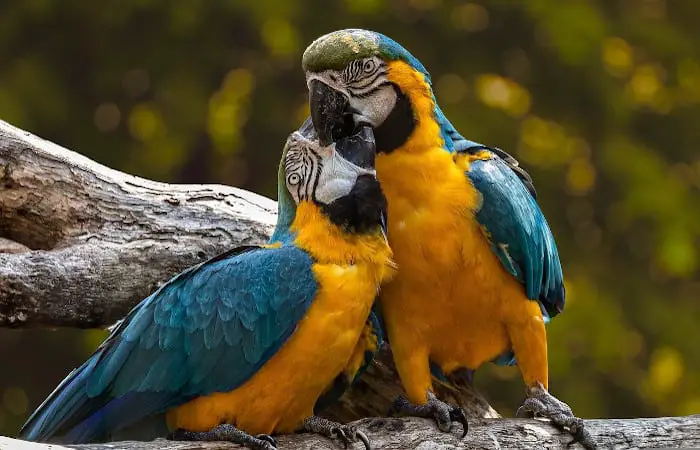are parrots monogamous