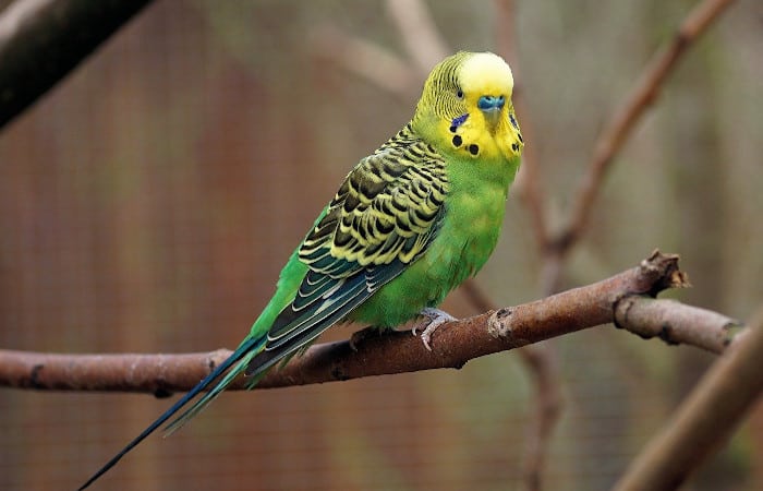 do parakeets have a good memory
