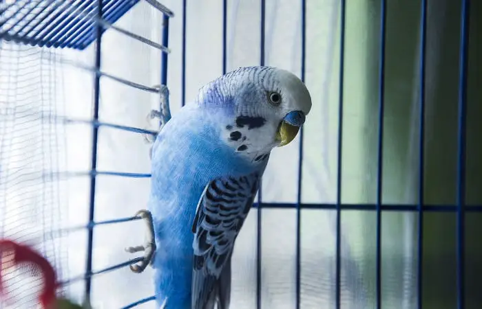 how to clean a budgie cage