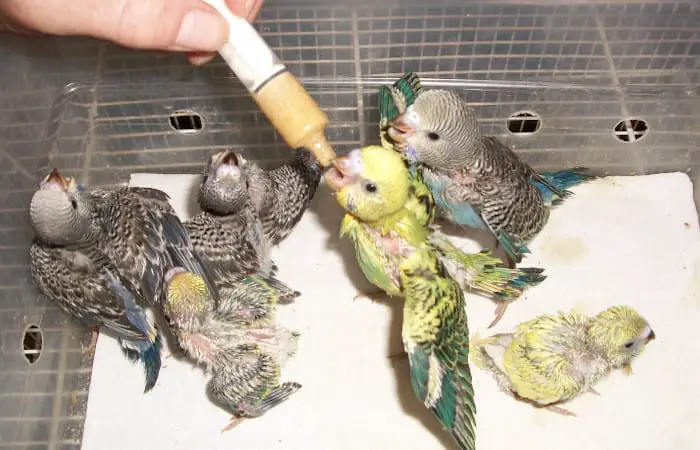 why do mother parakeets not feed their babies
