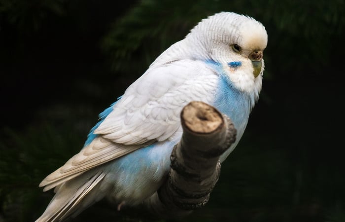are parakeets loud at night
