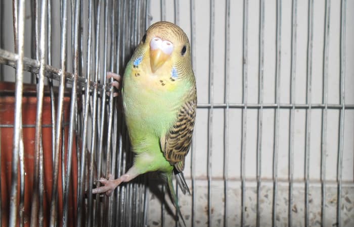 do parakeets like to climb