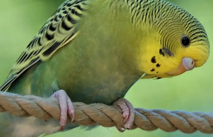do parakeets need a nail trim