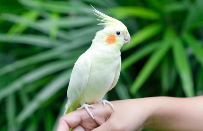 8 Fun Activities to Help Stimulate Your Parrot's Mind