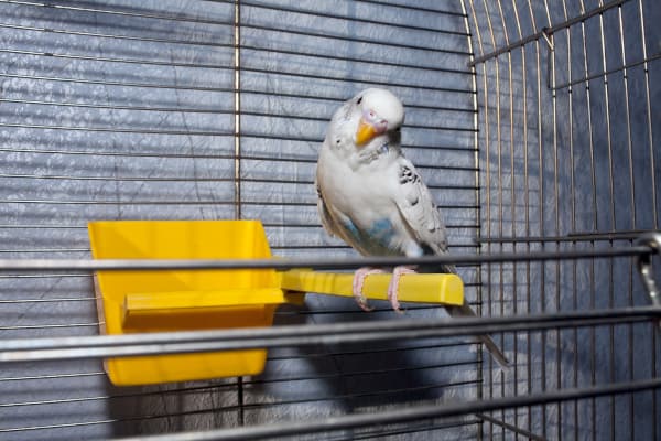 Bonding With Parrots Through Play Time and Socialization