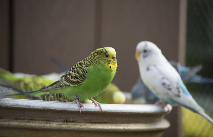 how often do parakeets poop