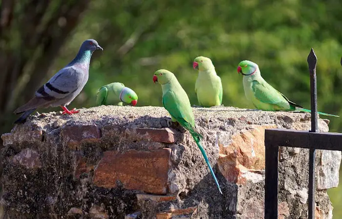 can parrots and pigeons live together