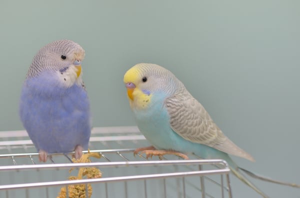 Can you teach a parakeet where to poop