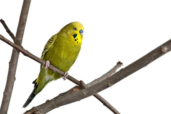 How do you know when a parakeet wants to poop