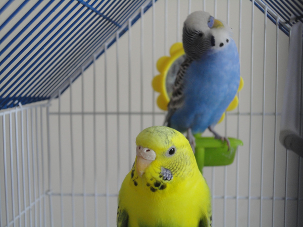 breeding setup for parakeets